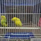 طيور للبيع