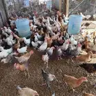 دجاج بلدي و فيومي