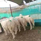 طليان حري ذبايح