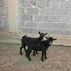 جفره وتيس قزم مكس