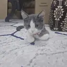 cats   3 Months للتبني