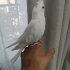 كروان البينو عيون حمر
