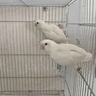 زوج روز البينو منتج