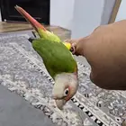 كنيور أناناس أليف