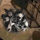 فروخ حمام