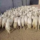 غنم حري حرششش