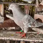 حمام ايراني