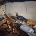 دجاج باكستاني حاله جيده