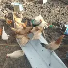 دجاج بلدي بياض للبيع