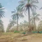 يوجد عمال خراف