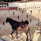 تيوس حقه مناسبات العمر سته اشهر ما شاء الله تبارك الله فل شح