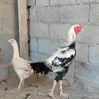 دجاج مكس حجازي بشامو ياباني 1