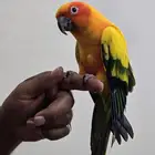 ذكر صن كنيور