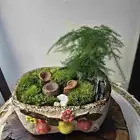 نباتات متنو عة طبيعة