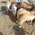رفدي