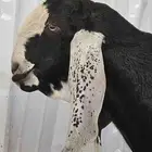 تيس