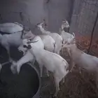 لدينا تيوس صوماليه مرابي