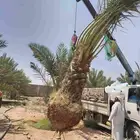 نخل للبيع جميع الأنواع مجدول صقعي