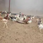 دجاج