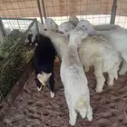 طليان للبيع