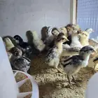 صوص بلدي تم البيع