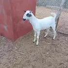 مشروع فحل