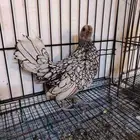 سبرايت