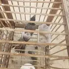 تم البيع حبتين بلابل اخوان بهم طفره قويه بالجناح