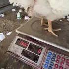 دجاج لاحم انتاجي الخاص عمر 30 يوم