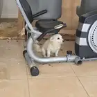 للبيع عندي اثنين كلاب ذكر وانثى