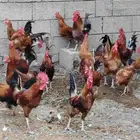 ديوك بلدي للبيع