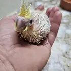 فرخ كروان لاتينو