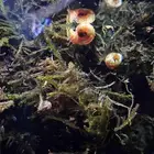 حلزون ريد رامشورن red ramshorn snail