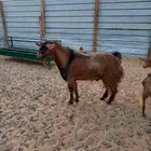 تيس فحل جنوبي