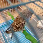 ذكر بادجي