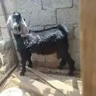 تيس صنف طيب