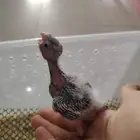تم بيع فروخ كروان