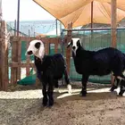 رخال هجين حري على نجدي