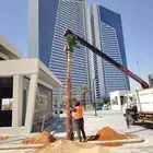 نخل زينه واشنطني أمريكي