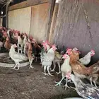 ديوك بلدي