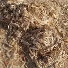 ذره شاميه حبشيه شد جندير تبوك