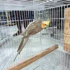 زوج كروان منتج