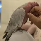ببغاء كوكاتو قالا