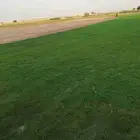 تيل سي 2000 صافي وطبيعي