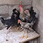 ديكة ودجاج بشاير