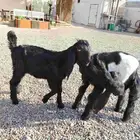 للبيع تيوس هرايد قبرصيات