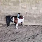 معزه حليب شرط