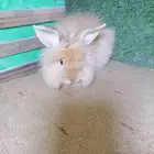 ارانب انقورا