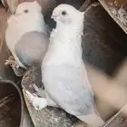 زوج حمام روماني منتج