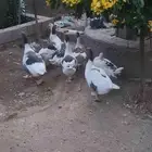 للبيع وز منتج